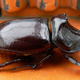 Illustration for article titled How does the rhino beetles gigantic horn not totally mess with its ability to fly?